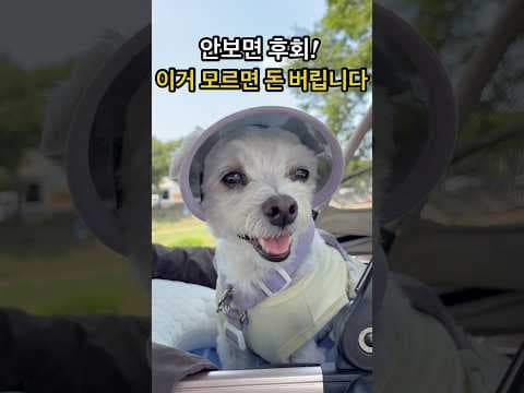 강아지 유모차 육아용품 현명하게 고르는 선택 가이드