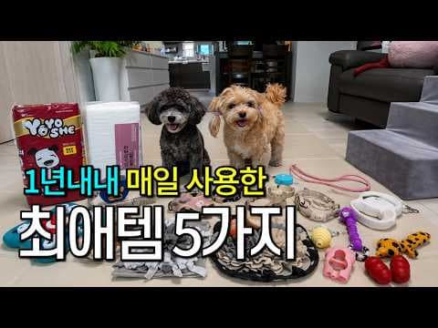 육아용품 강아지 목줄 경량 리드줄 산책템 써보니 대만족!