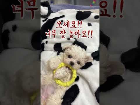 까다로운 아기 강아지 육아용품 치즈향 이갈이 장난감 써보니 대만족