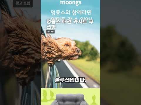 멍뭉스 쿠션형 강아지 카시트 써보니! 애견 육아용품으로 딱!